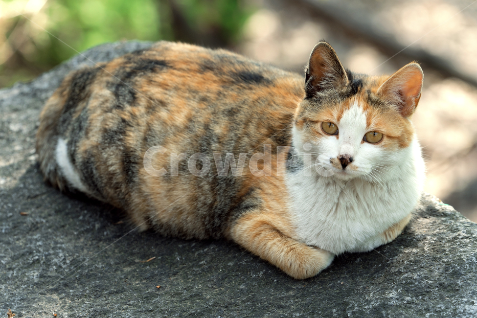 고양이,길고양이,길냥이,야옹이,냐옹이,애완묘,반려묘,애완동물,펫,캣,도둑고양이,야생동물,pet,cat,alleycat,wild,wildlife,mammal,animal,동물,animal,포유류,mammal,고양이,cat,kitten,kitty