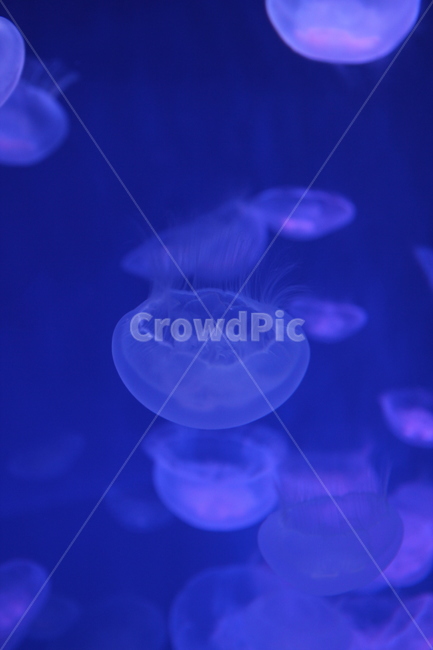 해파리,jellyfish,해파리수영,해양동물,수중해파리,아쿠아리움