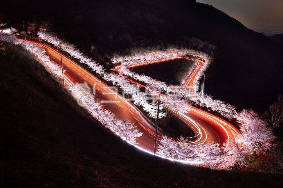 야경,궤적,벚꽃,road,도로,freeway