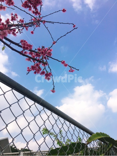 벚꽃,하늘,풍경,봄,일본,봄,계절,spring,season,식물,자연,plants,nature,꽃,flower,plant
