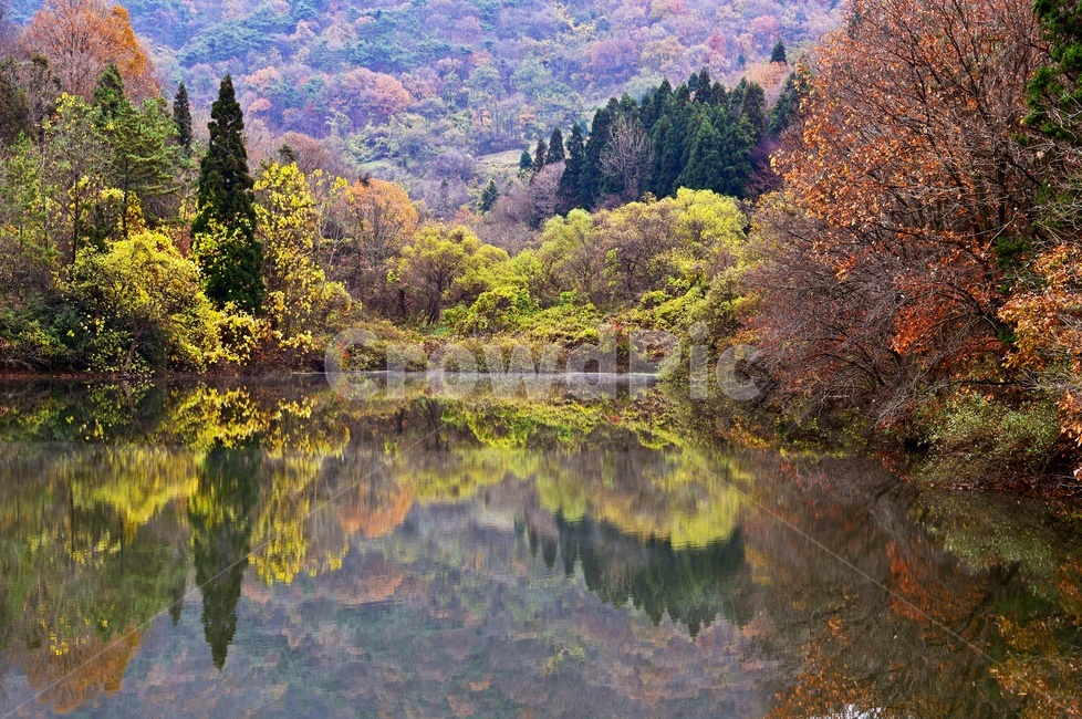 화순,세량지,저수지,가을,만추,추색,반영,tree,나무,plant,식물,fir,전나무,water,물,outdoors,nature,자연,경치,경관,풍경,가을,계절,fall,autumn,season,자연,풍경,nature,landscape