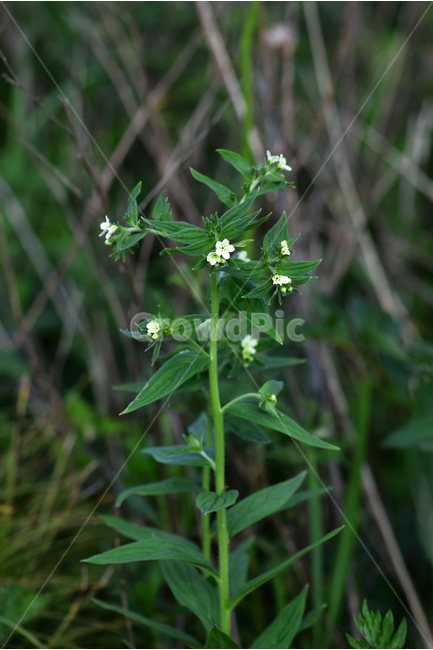 지치,야생화,꽃,식물,자연,생태,플라워,flower,plants,nature,식물,자연,plants,nature,꽃,flower