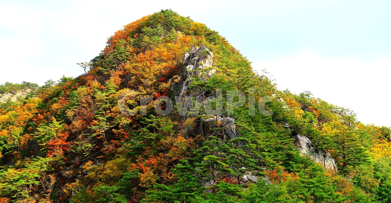 도락산,계단,가을,암릉,산,자연,풍경,nature,landscape,plant,식물,outdoors,옥외
