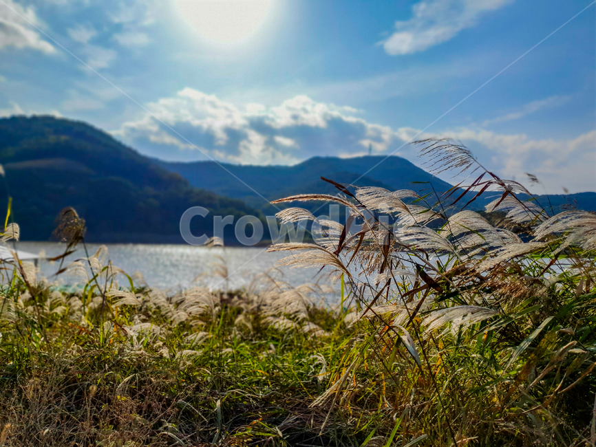 grass,잔디,plant,식물,nature,자연,풍경,하늘,강,억새,계절,가을,계절,fall,autumn,season,자연,풍경,nature,landscape