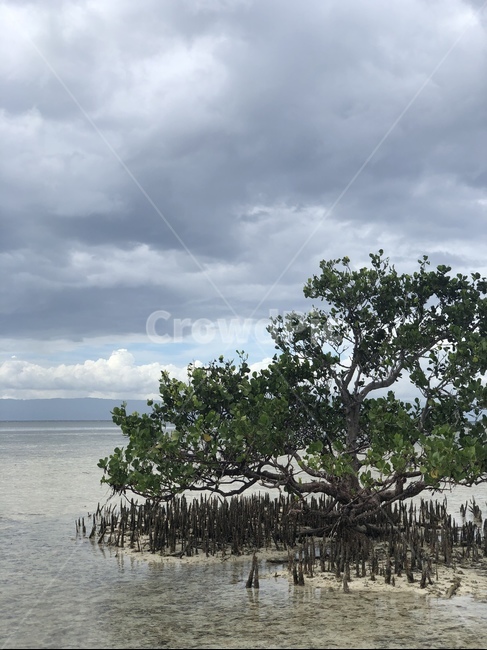 outdoors,land,자연,sea,바다,ocean,해안선,물,구름,하늘,나무,외로움,비,식물,풍경
