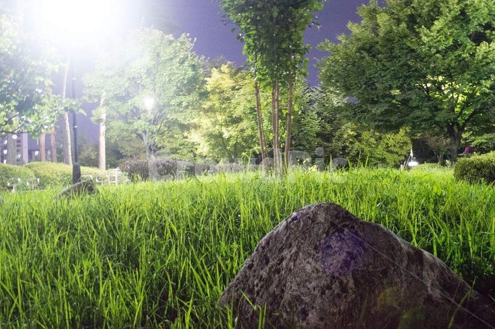 초목,식물,vegetation,plant,잔디,light,빛,flare,플레어,공원