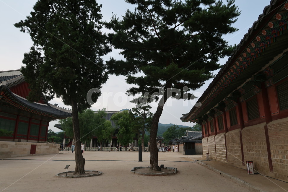 경복궁,한국,전통,동양풍,건물,자연,컬러,gyeongbokgungpalace,korea,traditional,orientalstyle,buildings,nature,tree,plant,stone,color,조선시대,궁궐,한국전통,한국문화,korean traditional,korean culture,랜드마크,landmark,tourist attraction,한국랜드마크,한국관광지,한국명소,korea landmark,korea tourist attraction