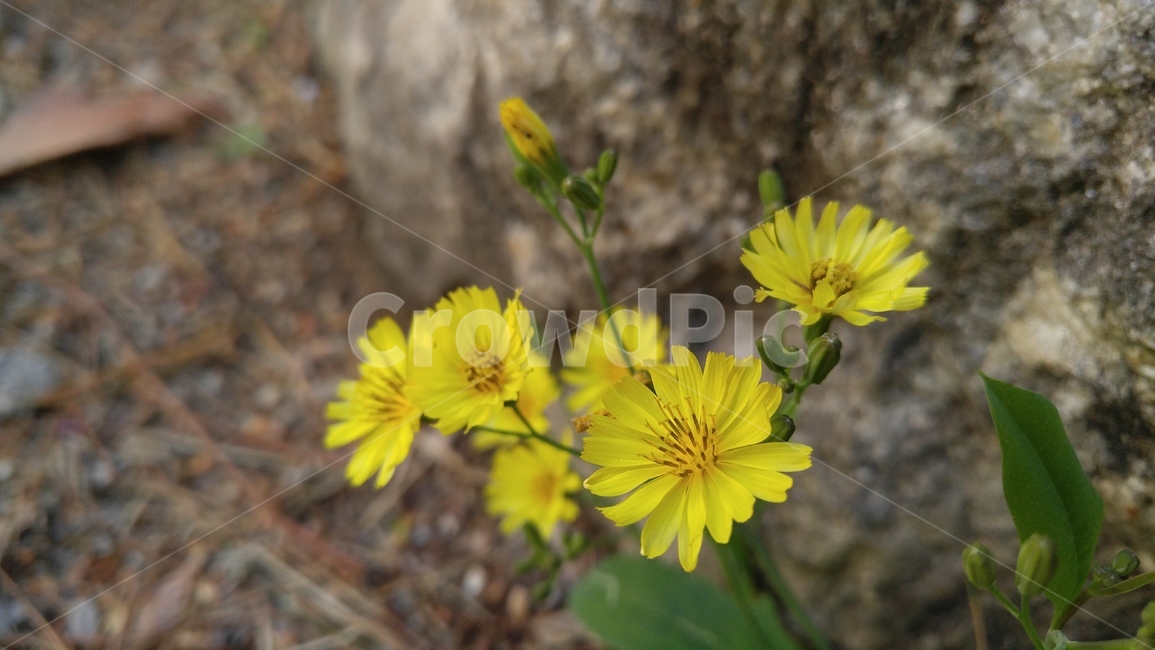 노랑선씀바귀,노랑꽃,노랑색,꽃,식물,계절,배경,감성,yellowflower,yellow,flower,plant,season,background,emotional