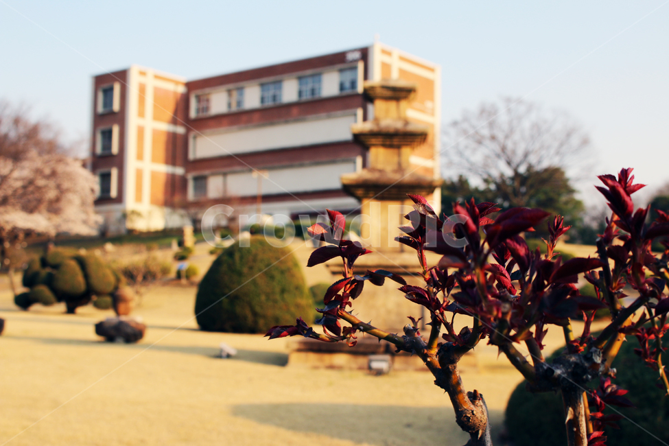대구,경북대,경북대학교,캠퍼스,석탑,신라시대석탑,공원,건물,봄