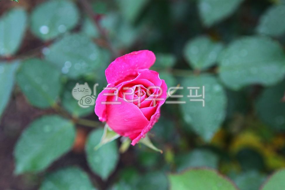 장미,장미꽃,봄꽃,꽃,꽃잎,잎,봄,식물,자연,공원,개화