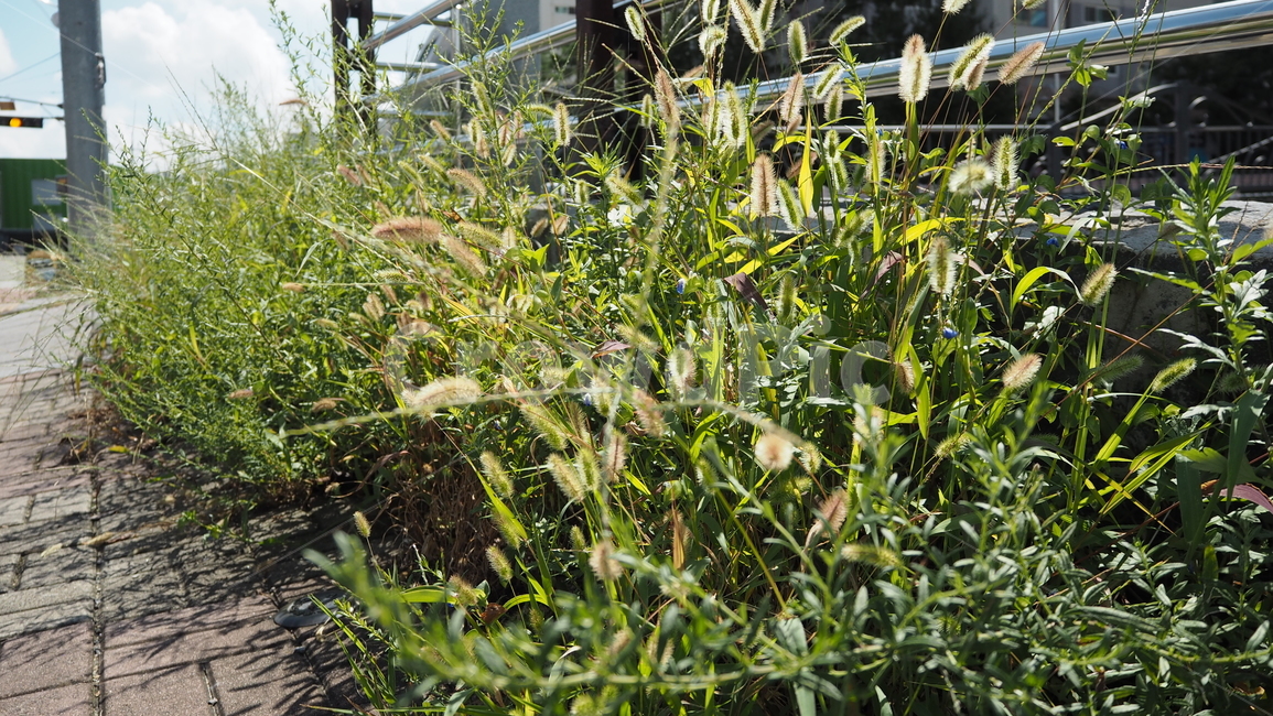 식물,야외,그린,plants,outdoors,green,식물,자연,plants,nature