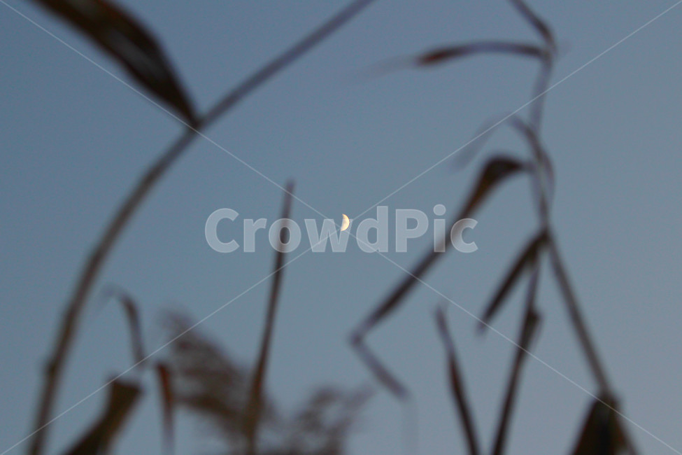 달,하늘,저녁,겨울,초승달,sky,nature,자연,outdoors,옥외,universe,우주,astronomy,천문학,outer space,대기권 밖,moon,night,밤