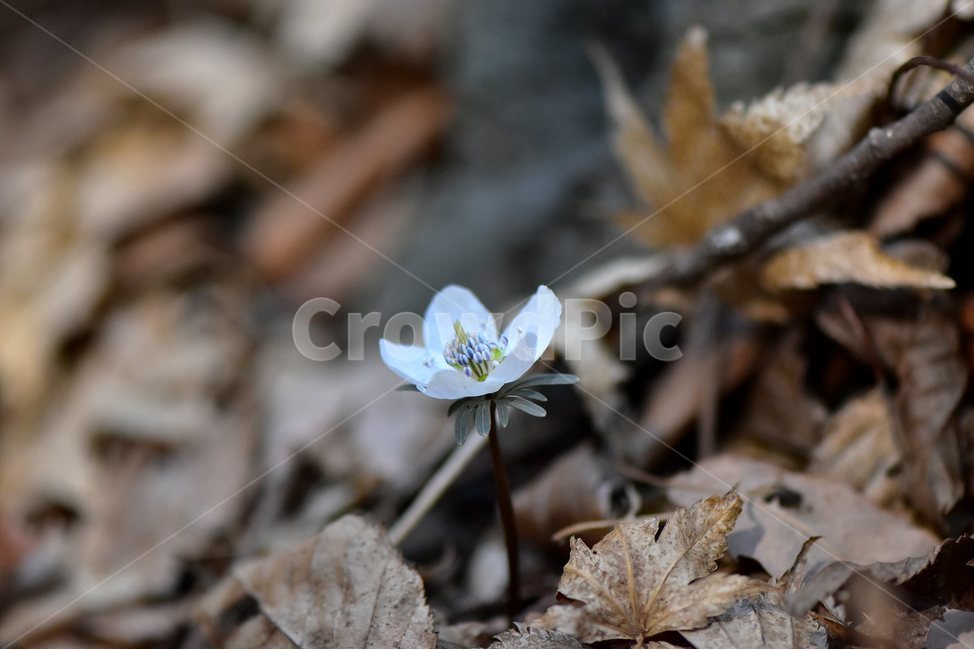 변산바람꽃,2018년,3월,야생화,꽃,생태,식물,자연,들꽃,산꽃,봄,감성,힐링,플라워,계절,시즌,wild,Flower,plants,nature,spring,season,배경,나무,목본,풀,초본,미나리아재비과,너도바람꽃속,flower,생태사진,봄꽃,변산,원조,자생지,오리지널,식물,자연,plants,nature,꽃,flower
