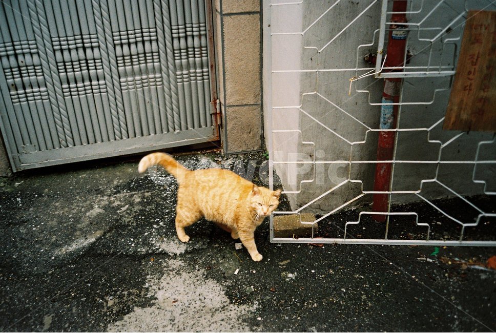 고양이,길고양이,노랑,cat,yellow,길,비,비오는날,wet,꼬리,아이컨택,eyecontact,만남,우연,tail,골목길,alley,동물,animal,포유류,mammal,고양이,cat,kitten,kitty,감성,sensible,feeling