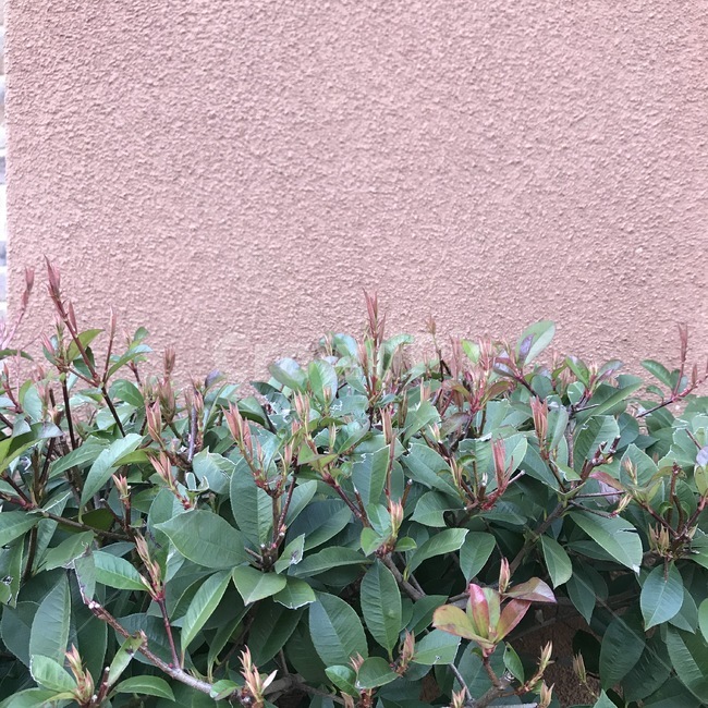 plant,식물,pottedplant,leaf,나뭇잎,화단,brickcolor,background,조경,배경,여백
