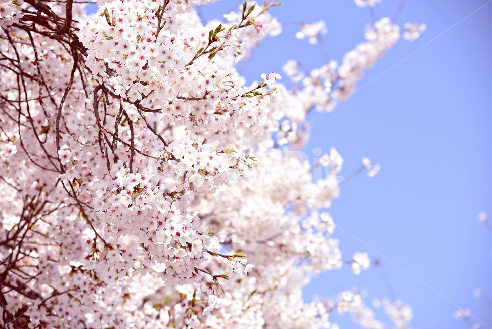 벚꽃,봄,하늘,파란하늘,낮달,cherryblossom,봄,계절,spring,season,식물,자연,plants,nature,꽃,flower,plant,blossom