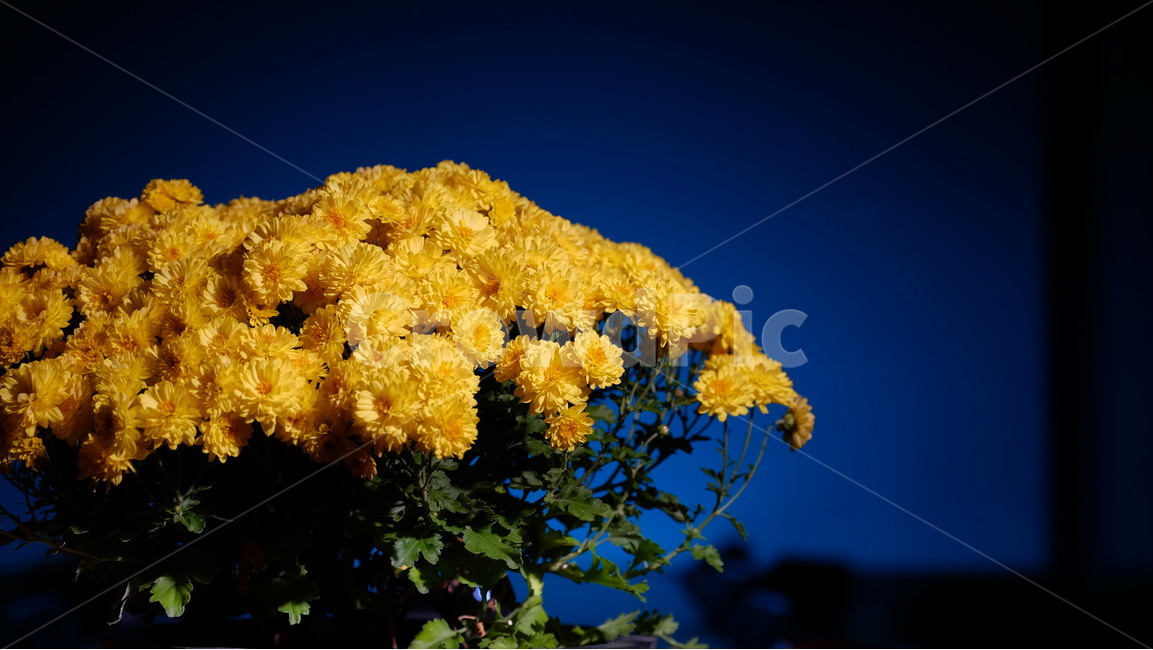 국화,꽃,노랑,국화꽃,노란색,꽃다발,화분,식물,자연,plants,nature,꽃,flower