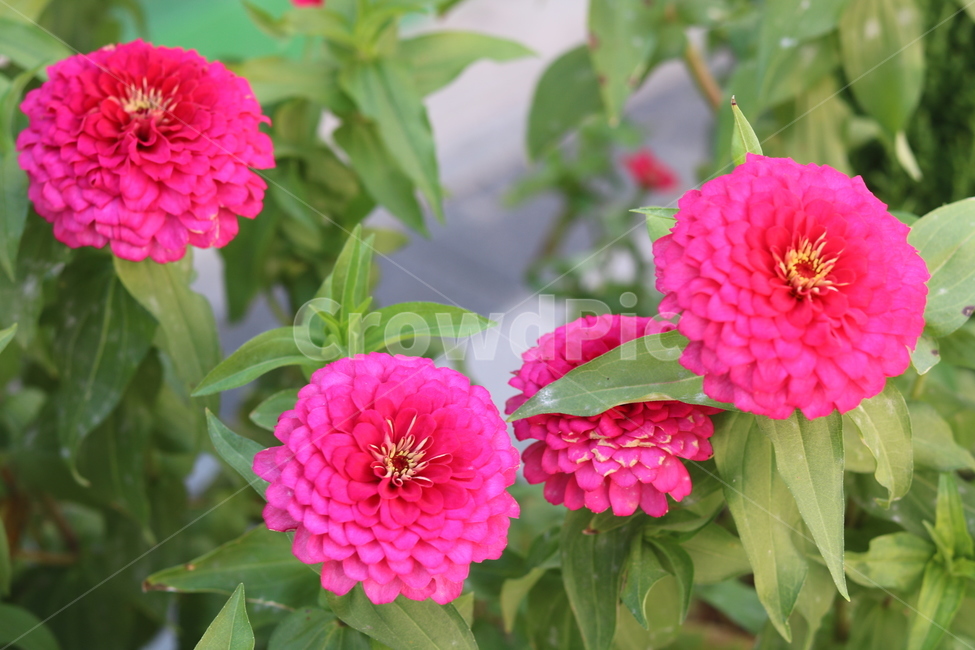 꽃,식물,자연,꽃잎,아름다움,식물,자연,plants,nature,꽃,flower