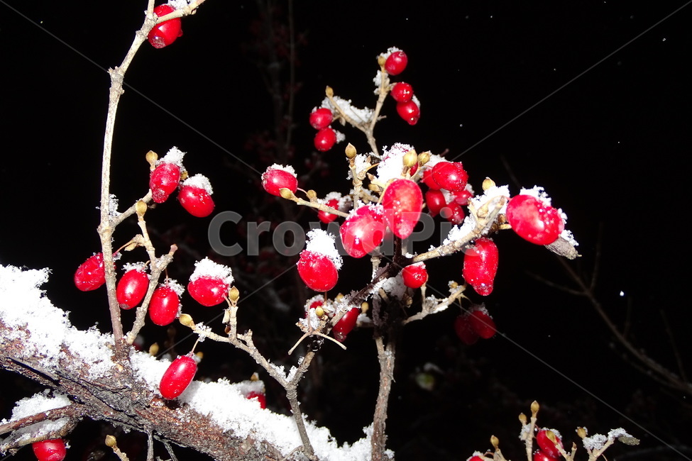 산수유,열매,겨울,봄,기상이변,겨울,계절,winter,season,식물,자연,plants,nature,과일,열매,fruit