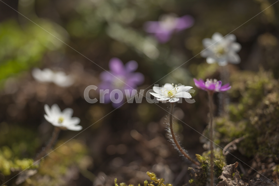 노루귀,보케,봄꽃,새봄,감성있는꽃,봄,계절,spring,season,식물,자연,plants,nature,꽃,flower,plant