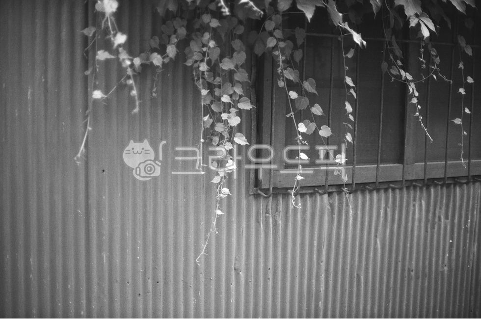 흑백사진,필름사진,filmphoto,plant,식물,창문,window