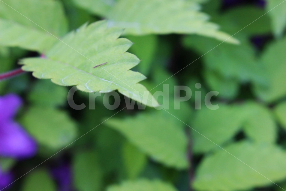 잎,자연,나무,식물,가지,초록,야외,야생,나들이,소풍,봄,새싹,식물,자연,plants,nature