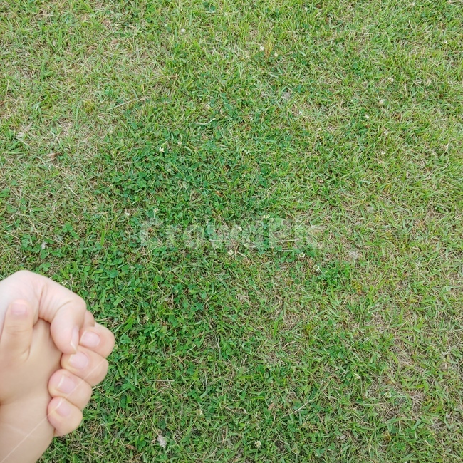 산책,배경,잔디,손,악수,함께