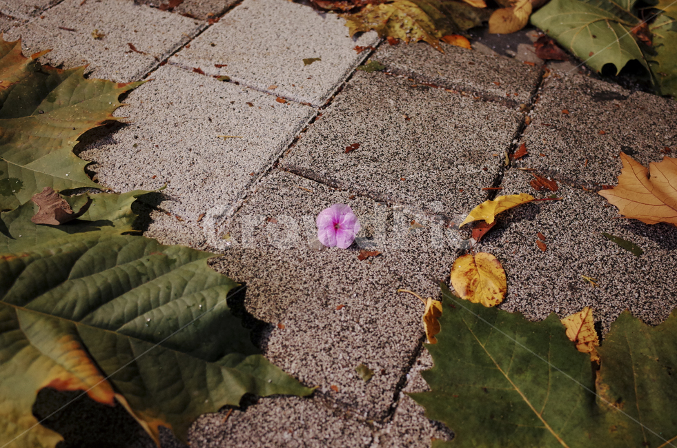 blossom,꽃,flower,식물,plant,red,빨간꽃,빨간,붉은,붉은꽃,들꽃,leaf,잎,바닥,ground,낙화