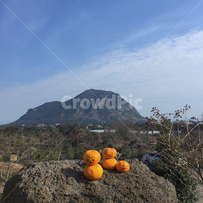 제주도,감귤,귤,제주,제주도풍경