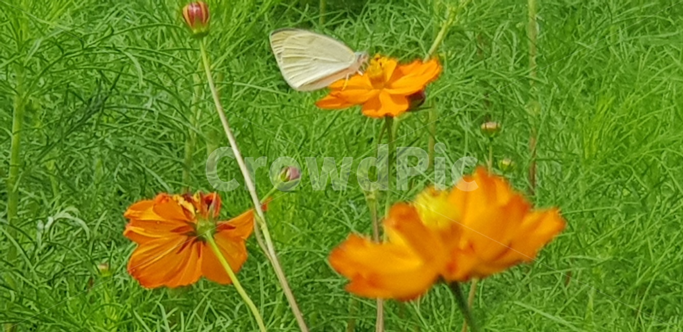 꽃,주황,나비,날개,흰색,계절,정원,풀,날씨,초록연두,plant,식물