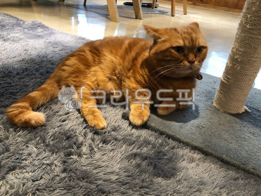 고양이,냥이,노란고양이,가필드,동물,포유류,cat,반려동물,애완동물,반려묘,기분나쁜고양이