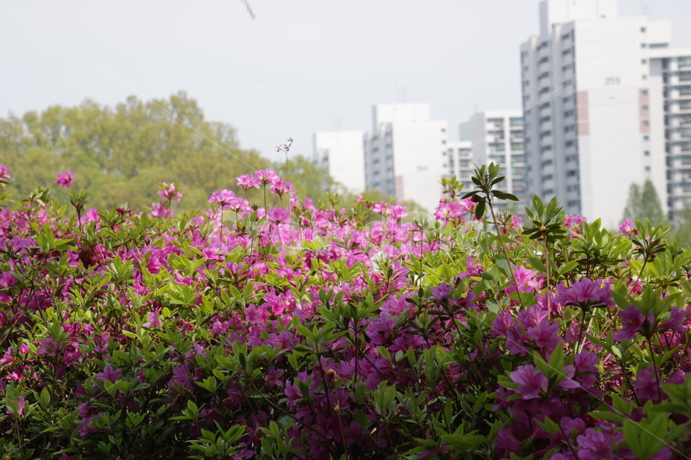 철쭉,분홍,꽃,분홍꽃,봄,봄꽃,봄꽃축제,flower,pink,pinkflower,핑크,봄,계절,spring,season,식물,자연,plants,nature,꽃,flower,blossom,geranium,제라늄,plant