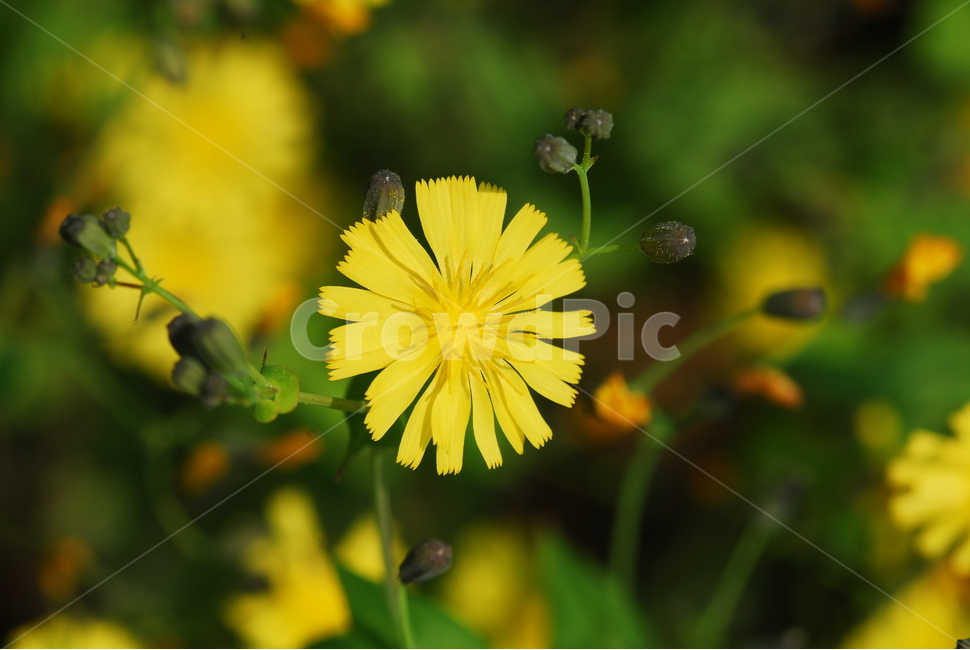 식물,봄꽃,야생화,씀바귀꽃,노랑색,식물,자연,plants,nature,꽃,flower