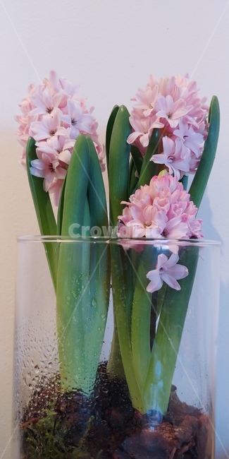 들꽃,봄,꽃,자연,식물,plant,flower