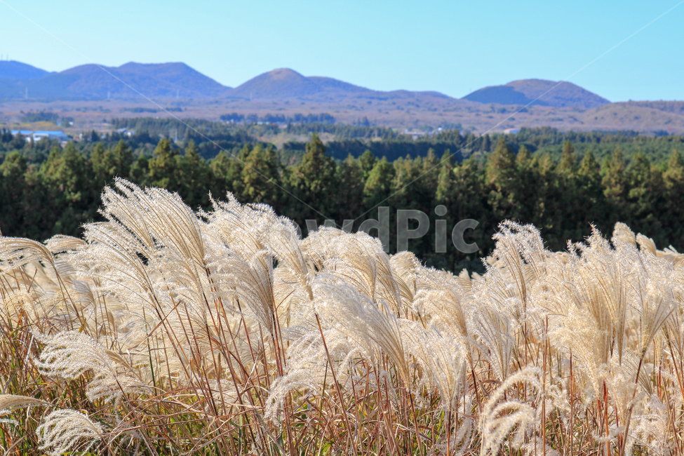 산,갈대,제주도,풍경,자연,숲,삼림,가을,나무,가을,계절,fall,autumn,season,자연,풍경,nature,landscape,grass,잔디,plant,식물,lawn,reed