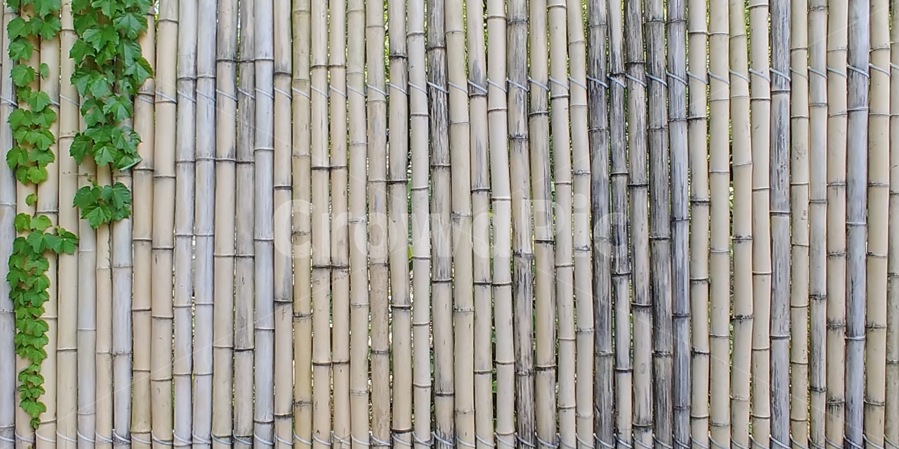 대나무,자연,식물,나무,nature,forest,plants,landscape,검정대나무,검은대나무,texture,텍스쳐,pattern,백그라운드,style,배경,질감,패턴,울타리,background,정렬,세로,직선,반복,평행,대나무벽,노란색,식물,자연,plants,nature,나무,trees,wood