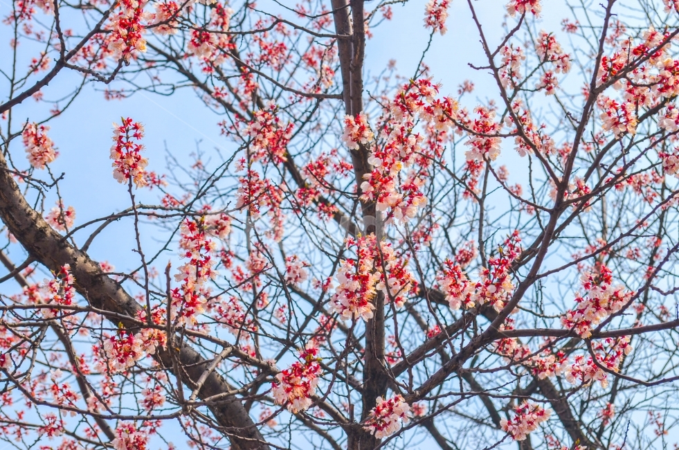꽃,식물,풍경,봄,색감,봄,계절,spring,season,식물,자연,plants,nature,꽃,flower,나무,trees,wood,plant,tree