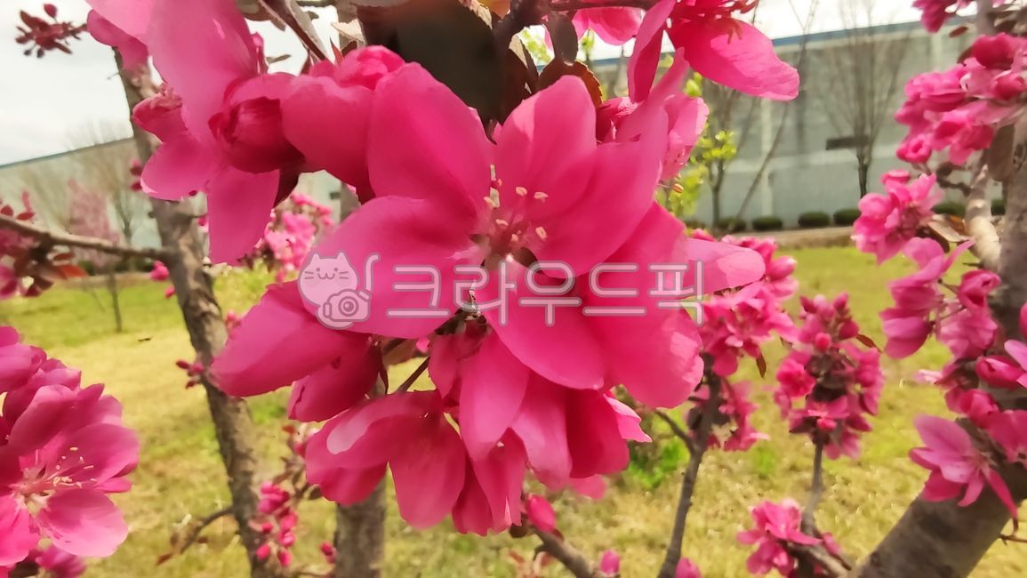 blossom,Cherry Leaf Flower Apple Tree,flower,apple blossom,malusfloribunda,stone apple,petal,plant,flower apple tree,flower apple