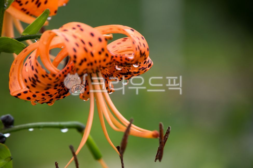 꽃,flower,나리꽃,참나리,비,rain,빗방울,물방울,trumpetlily