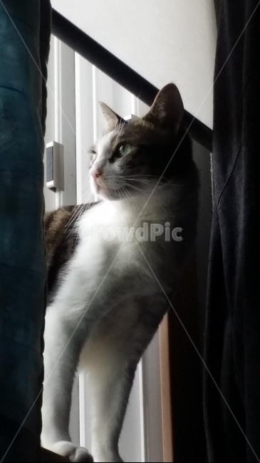 고양이,동물,냥이,냥냥이,도도함,동물,animal,포유류,mammal,고양이,cat,kitten,kitty