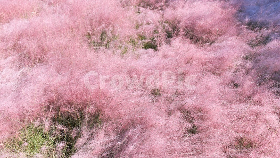 핑크뮬리,울산대공원,꽃밭,핑크,뮬리,가을,계절,fall,autumn,season,plant,식물