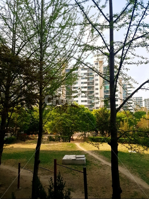 아파트뒷마당,나무,길,그림자,풀