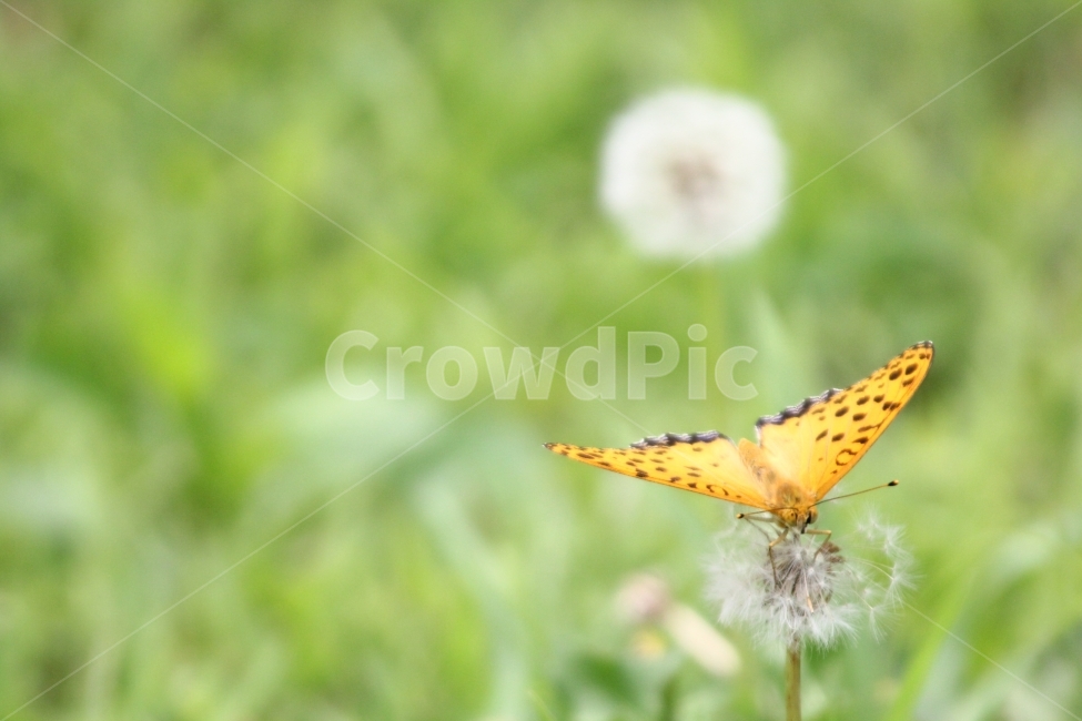 홀씨,나비,여름,풀,일상,감성,식물,자연,plants,nature,꽃,flower,동물,animal,곤충,벌레,insect,bug