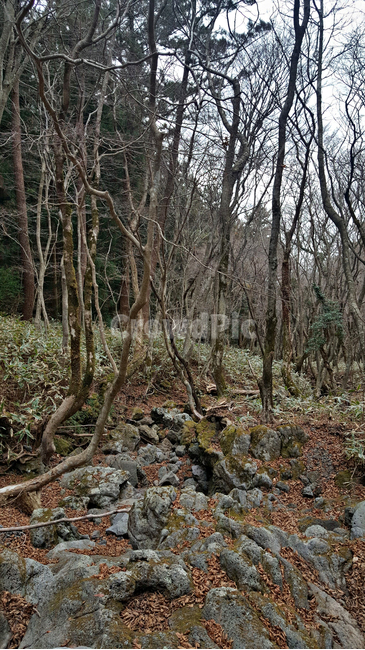 숲,나무,tree,자연,옥외,식물,plant