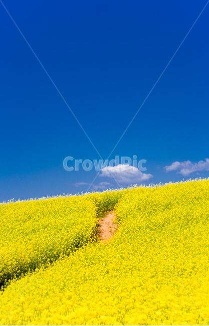 유채꽃,하늘,봄,풍경,감성,구름,오솔길,힐링,휴식,봄,계절,spring,season,자연,풍경,nature,landscape,색깔,색상,색채,색감,color sense,color sensitivity,feeling of color,grassland,목초지,field,들,outdoors,옥외,meadow,rural,농촌,farm,농장