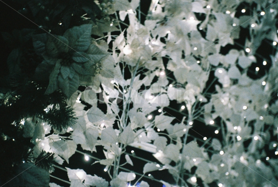 크리스마스장식,포인세티아,하얀트리,크리스마스,필름사진,겨울,계절,winter,season,식물,자연,plants,nature,기념일,축하,anniversary,congratulation,celebrate,celebration,메리크리스마스,성탄절,merry christmas,감성,sensible,feeling