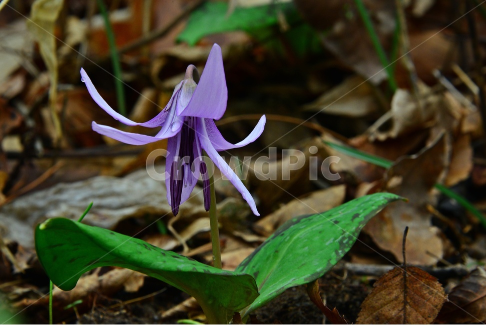 plant,식물,blossom,flower,꽃,야생화,봄꽃,얼레지,얼레지꽃,보라색,보라색꽃,식물,자연,plants,nature,꽃,flower