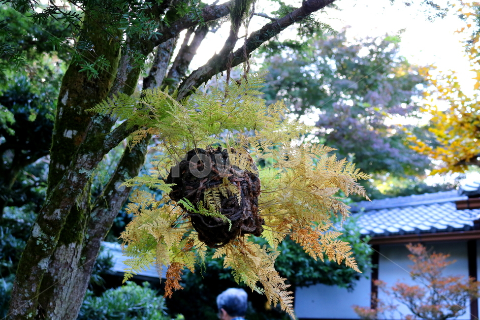 고사리,나물,식물,자연,들풀,풀,원예,관상용,나무,식물,자연,plants,nature