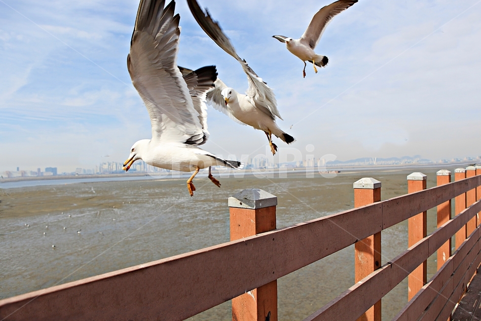 갈매기,새,조류,풍경,배경,자연,하늘,동물,animal,조류,새,birds