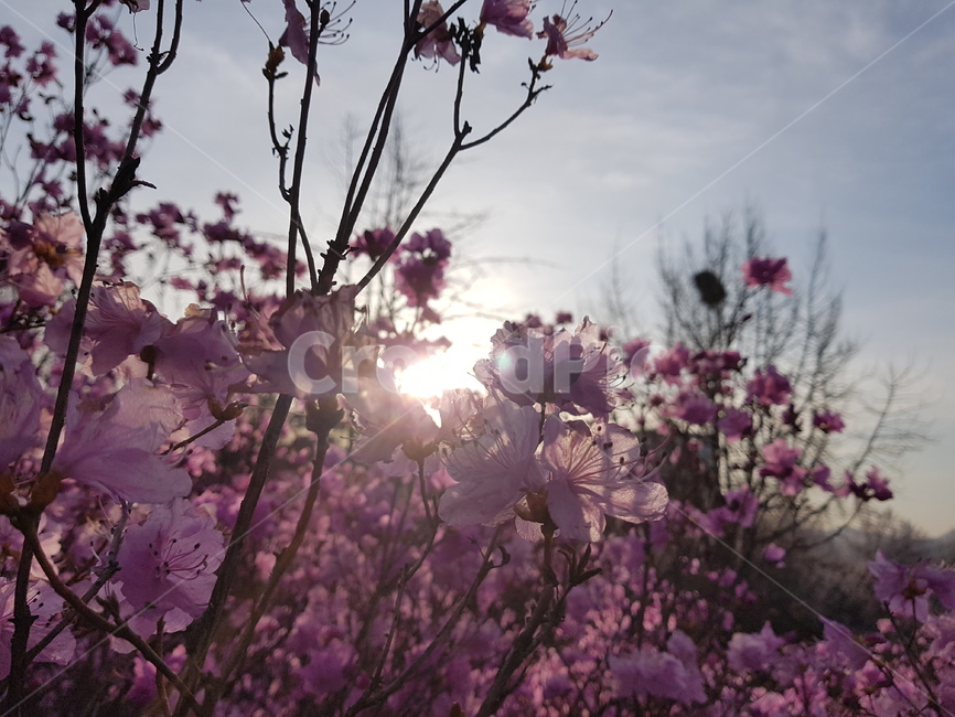 자연,봄,진달래,꽃,배경,핑크,하늘,봄,계절,spring,season,식물,자연,plants,nature,꽃,flower,plant,blossom,cherry blossom,벚꽃